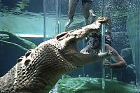 TopRq.com search results: Cage of Death, Crocosaurus Cove