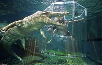 TopRq.com search results: Cage of Death, Crocosaurus Cove