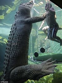 TopRq.com search results: Cage of Death, Crocosaurus Cove