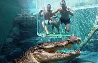 Fauna & Flora: Cage of Death, Crocosaurus Cove