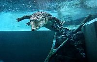 Fauna & Flora: Cage of Death, Crocosaurus Cove