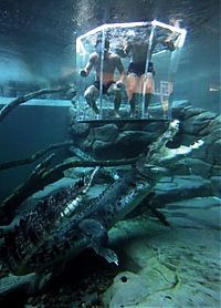 TopRq.com search results: Cage of Death, Crocosaurus Cove