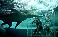 TopRq.com search results: Cage of Death, Crocosaurus Cove