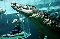 TopRq.com search results: Cage of Death, Crocosaurus Cove