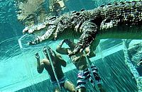 Fauna & Flora: Cage of Death, Crocosaurus Cove