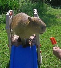 Fauna & Flora: Caplin Rous capybara