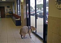 Fauna & Flora: Caplin Rous capybara