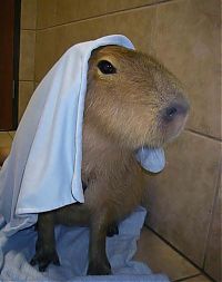 TopRq.com search results: Caplin Rous capybara