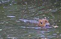 Fauna & Flora: Caplin Rous capybara