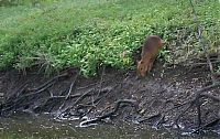 Fauna & Flora: Caplin Rous capybara