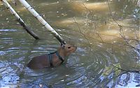 Fauna & Flora: Caplin Rous capybara