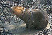 Fauna & Flora: Caplin Rous capybara