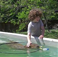 Fauna & Flora: Caplin Rous capybara