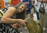 Fauna & Flora: Caplin Rous capybara