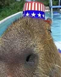 Fauna & Flora: Caplin Rous capybara