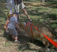 Fauna & Flora: Caplin Rous capybara