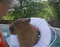 Fauna & Flora: Caplin Rous capybara