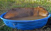 Fauna & Flora: Caplin Rous capybara