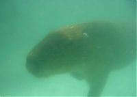 Fauna & Flora: Caplin Rous capybara