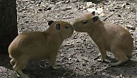 Fauna & Flora: Caplin Rous capybara