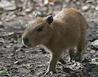 Fauna & Flora: Caplin Rous capybara