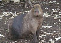 Fauna & Flora: Caplin Rous capybara