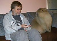 Fauna & Flora: Caplin Rous capybara