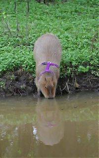 TopRq.com search results: Caplin Rous capybara