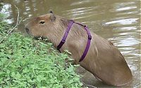 Fauna & Flora: Caplin Rous capybara