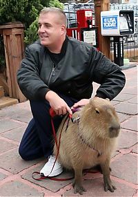 Fauna & Flora: Caplin Rous capybara