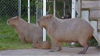 Fauna & Flora: Caplin Rous capybara