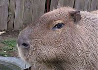 Fauna & Flora: Caplin Rous capybara