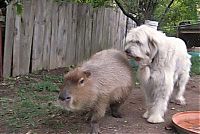 Fauna & Flora: Caplin Rous capybara