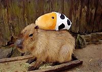 Fauna & Flora: Caplin Rous capybara