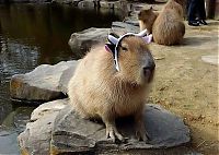 Fauna & Flora: Caplin Rous capybara