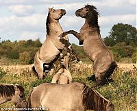 Fauna & Flora: horses fight