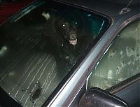 TopRq.com search results: Bear closed himself in the car