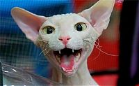 Fauna & Flora: funny cat