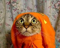 Fauna & Flora: funny cat