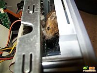 Fauna & Flora: computer mouse