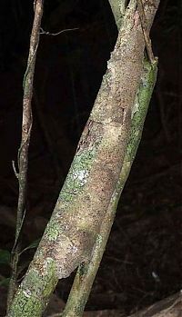 Fauna & Flora: Tree lizard
