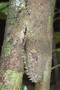 Fauna & Flora: Tree lizard