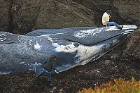 Fauna & Flora: blue whale died on the shore