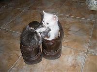 TopRq.com search results: shoes kittens