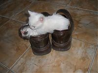 Fauna & Flora: shoes kittens