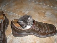 Fauna & Flora: shoes kittens