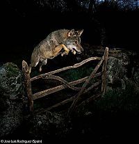 Fauna & Flora: Wildlife Photographer winners 2009