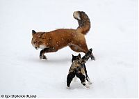 Fauna & Flora: Wildlife Photographer winners 2009