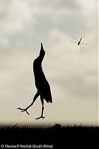 Fauna & Flora: Wildlife Photographer winners 2009