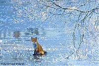 Fauna & Flora: Wildlife Photographer winners 2009